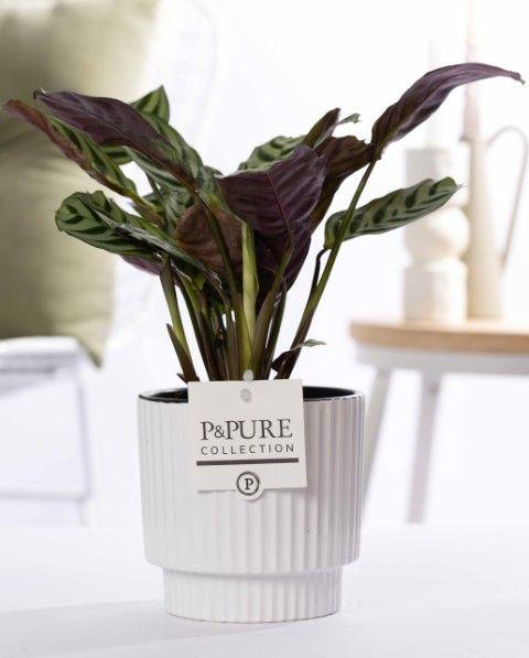 Everspring Ctenanthe Burle Marxii Pflanze in weißer Keramikvase, glänzend, Ø12cm, Höhe 25cm, mit grünen Blättern.