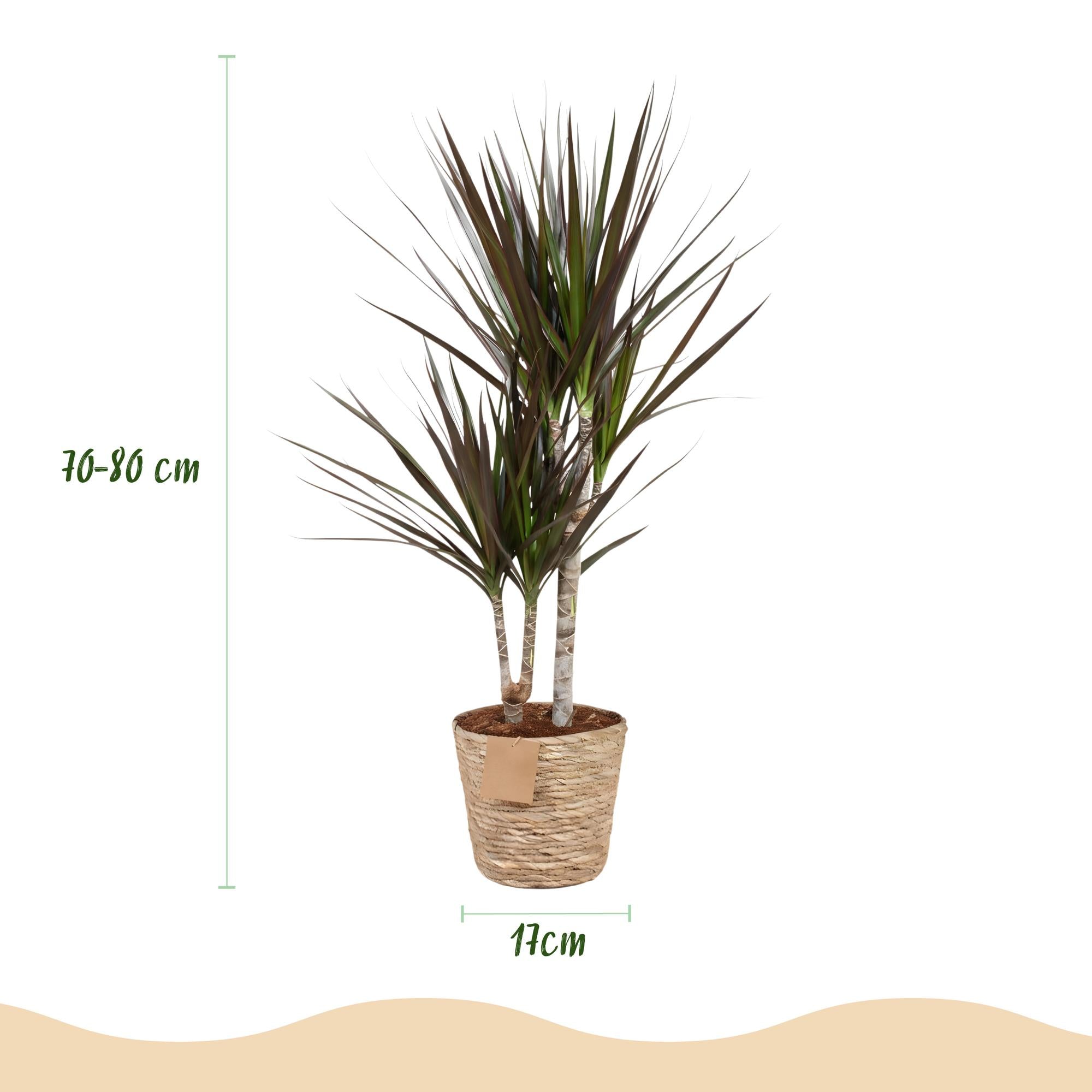 Everspring Dracaena Magenta im Korb, grüne Pflanze mit magentafarbenen Blättern, in verschiedenen Größen, Zimmerpflanze