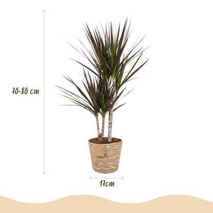 Everspring Dracaena Magenta im Korb, grüne Pflanze mit magentafarbenen Blättern, in verschiedenen Größen, Zimmerpflanze