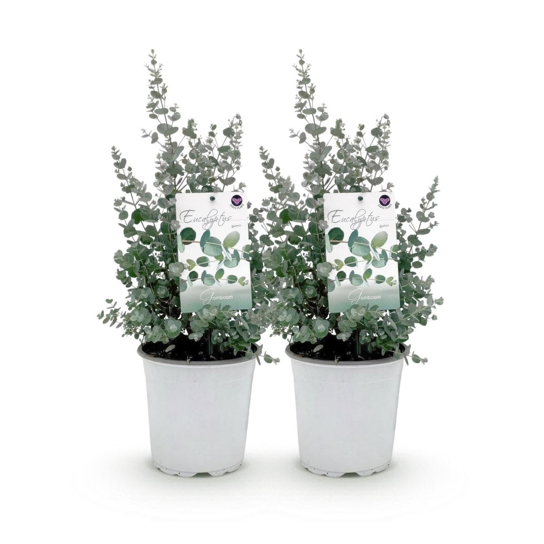 Terrassenpflanze - Eukalyptusbaum - Eucalyptus gunni - Grau - 2 Pflanzen - Winterhart - Topf 17cm Höhe 40cm - Wurzelwerk Design