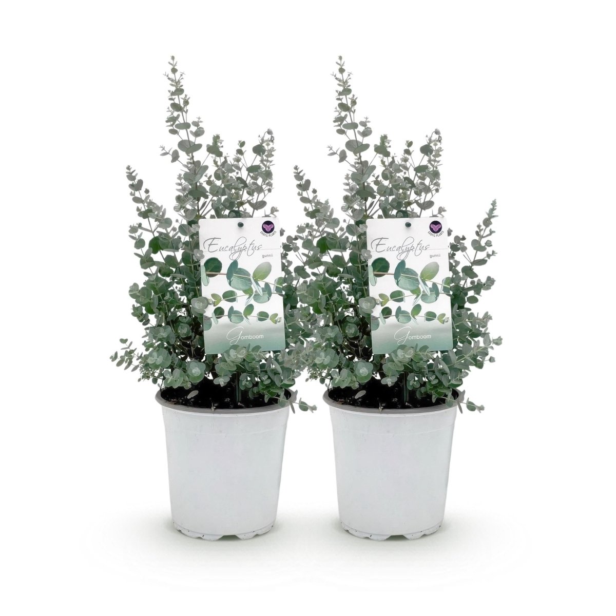 Terrassenpflanze - Eukalyptusbaum - Eucalyptus gunni - Grau - 2 Pflanzen - Winterhart - Topf 17cm Höhe 40cm - Wurzelwerk Design