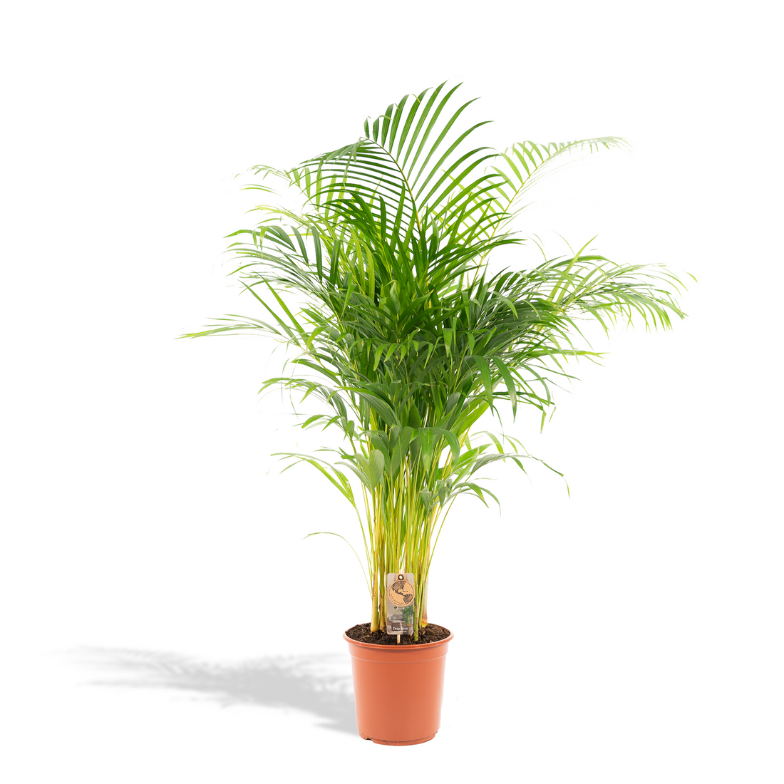 Areca-Palme in Topf, Everspring, ca. 130 cm hoch, mit grünen Blättern, Innenraum-Pflanze, 21 cm Durchmesser