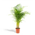 Areca-Palme in Topf, Everspring, ca. 130 cm hoch, mit grünen Blättern, Innenraum-Pflanze, 21 cm Durchmesser