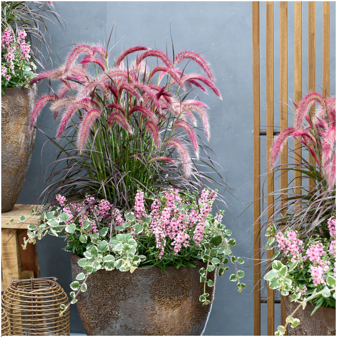 Pennisetum &