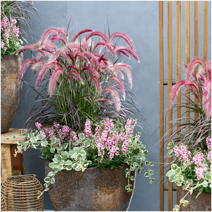 Pennisetum &