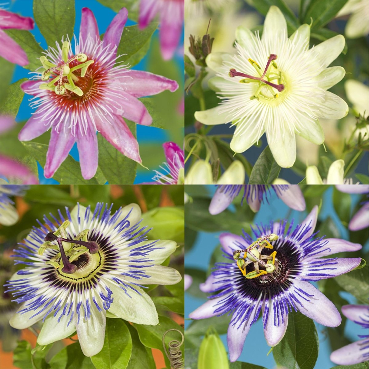 Passionsblume Passiflora Rainbow | Rosa - Weiß - Lila - Grün Blüten – 4 Pflanzen - Wurzelwerk Design