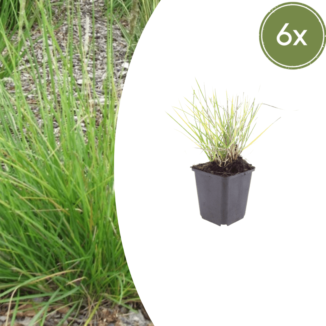 Sechsmal Sesleria autumnalis Everspring, 10-25cm hoch, Ø9cm, grüne Ziergras im Topf, Nahaufnahme der Pflanze