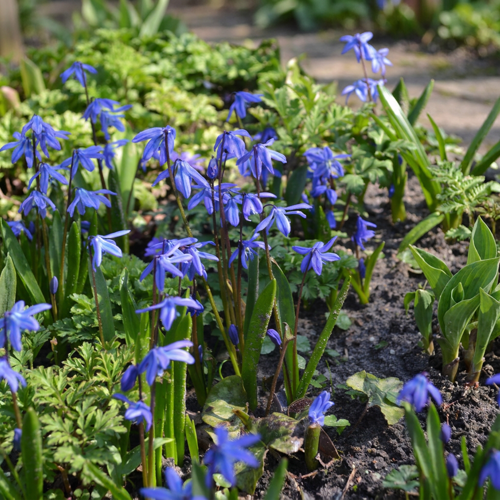 Sibirischer Blaustern – Scilla siberica online kaufen | 100 bis 400 Blumenzwiebeln, leuchtend blau &amp; verwildernd – Wurzelwerk Design