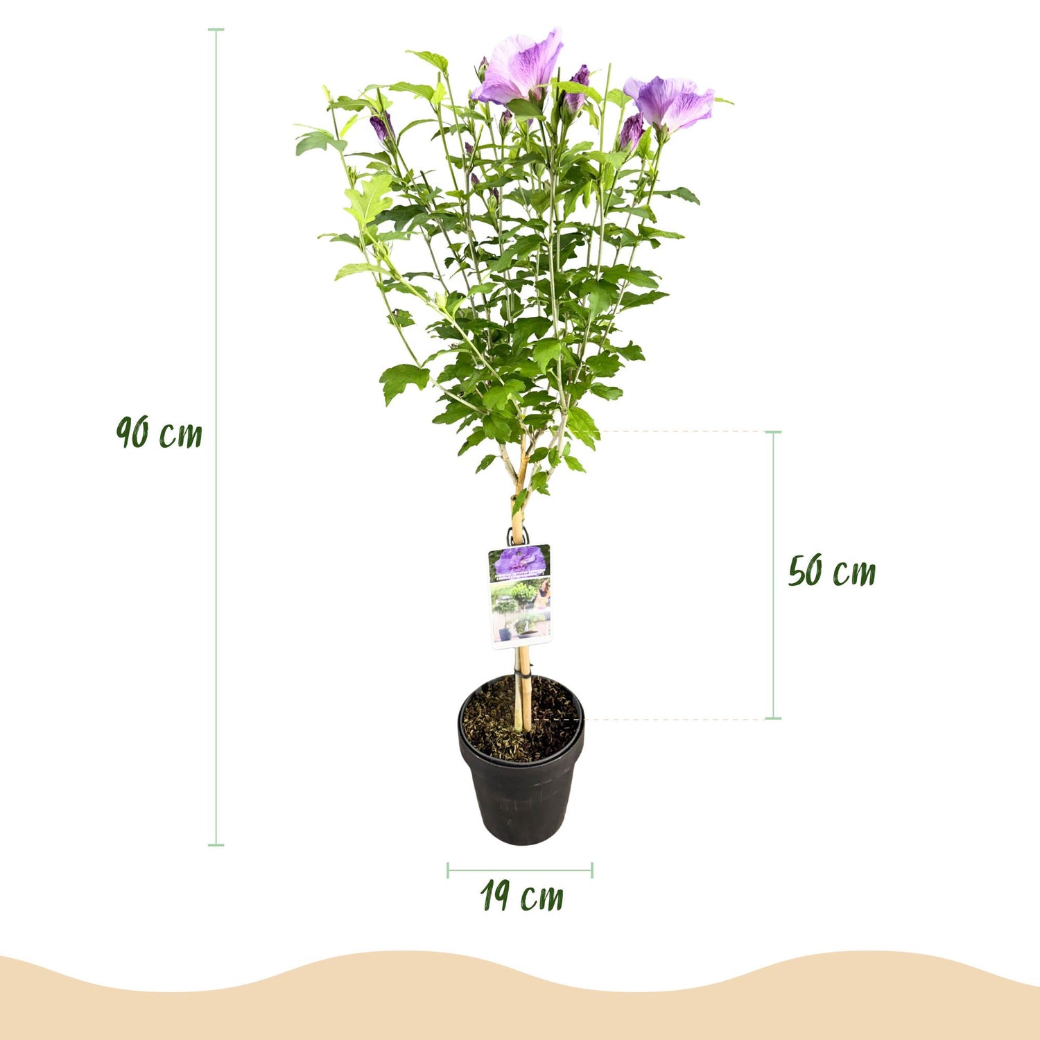Lavender Chiffon Hibiscus syriacus Pflanze, laubabwerfend, winterhart, lila Blüten, Topf 19cm, Höhe 90cm, Everspring
