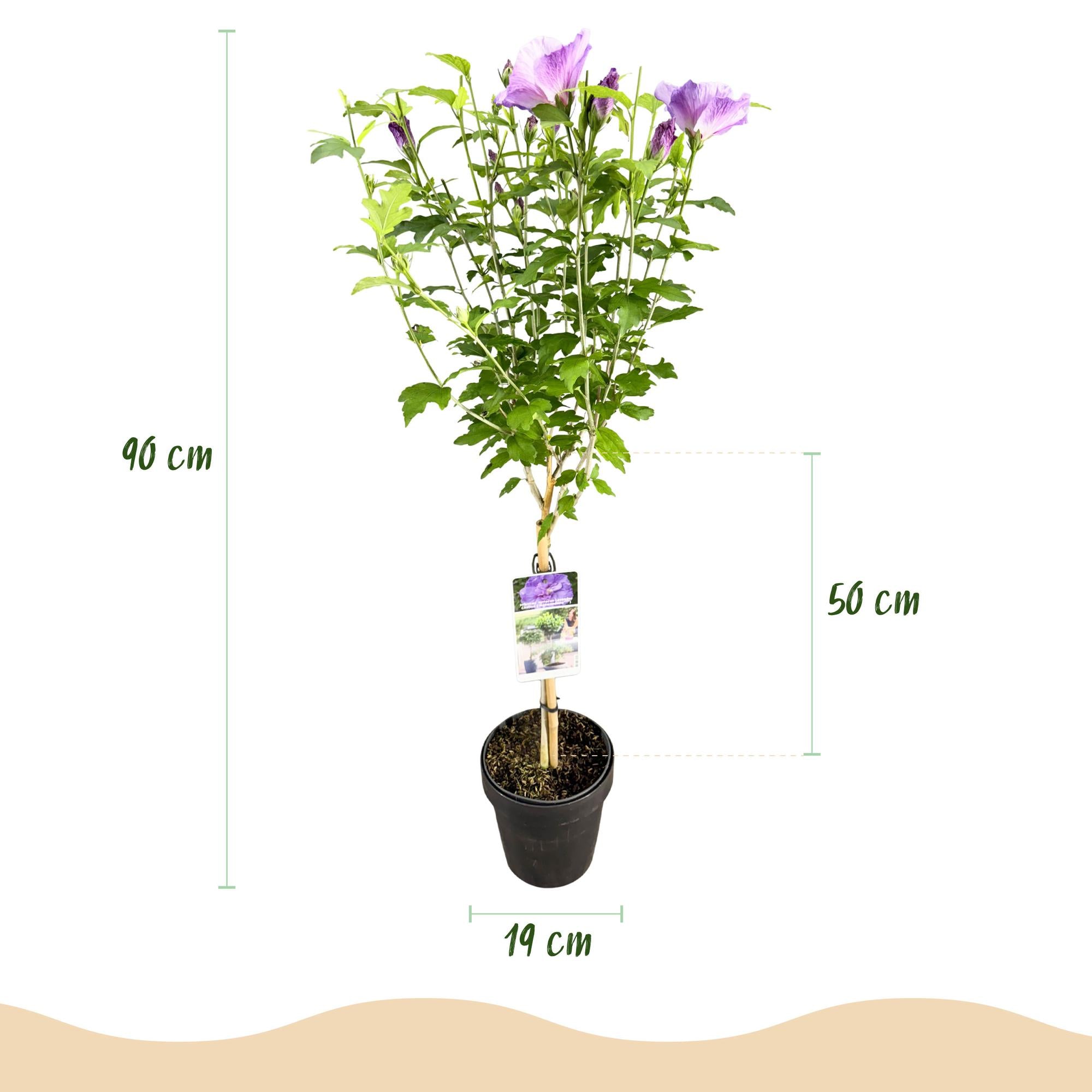 Lavender Chiffon Hibiscus syriacus Pflanze, laubabwerfend, winterhart, lila Blüten, Topf 19cm, Höhe 90cm, Everspring