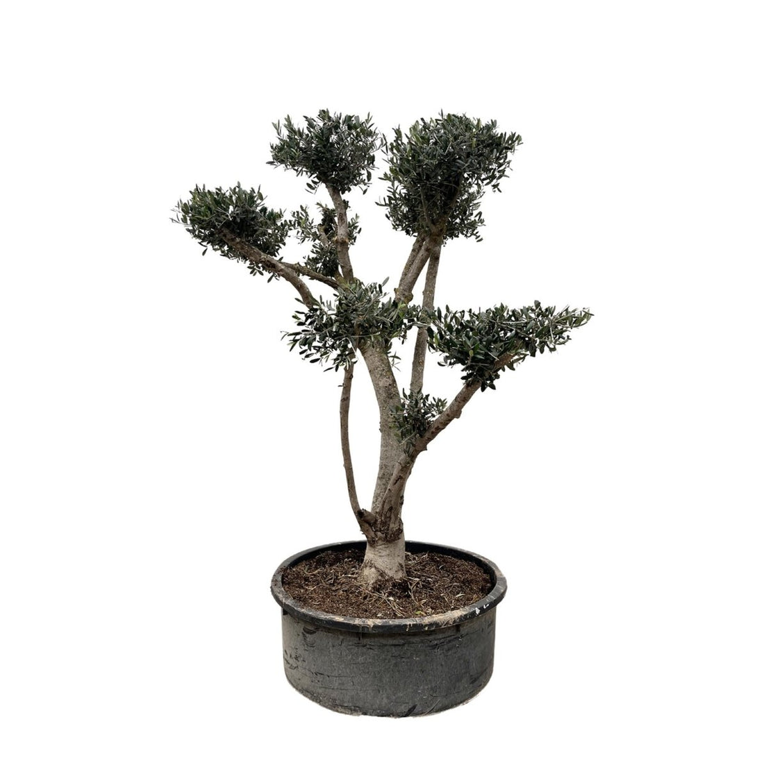 Olea europaea ‘Pompon’ – Bonsai - Olivenbaum im Topf - Wurzelwerk Design