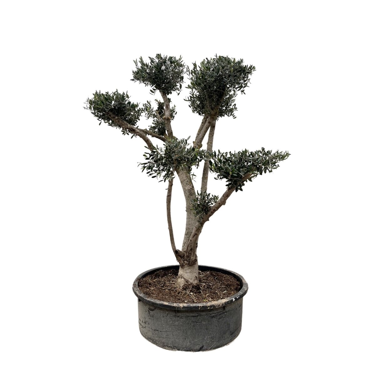 Olea europaea ‘Pompon’ – Bonsai - Olivenbaum im Topf - Wurzelwerk Design