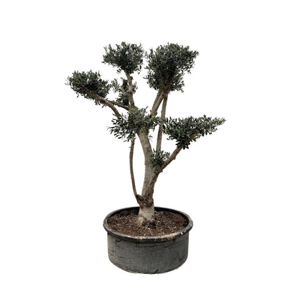 Olea europaea ‘Pompon’ – Bonsai - Olivenbaum im Topf - Wurzelwerk Design