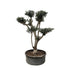 Olea europaea ‘Pompon’ – Bonsai - Olivenbaum im Topf - Wurzelwerk Design