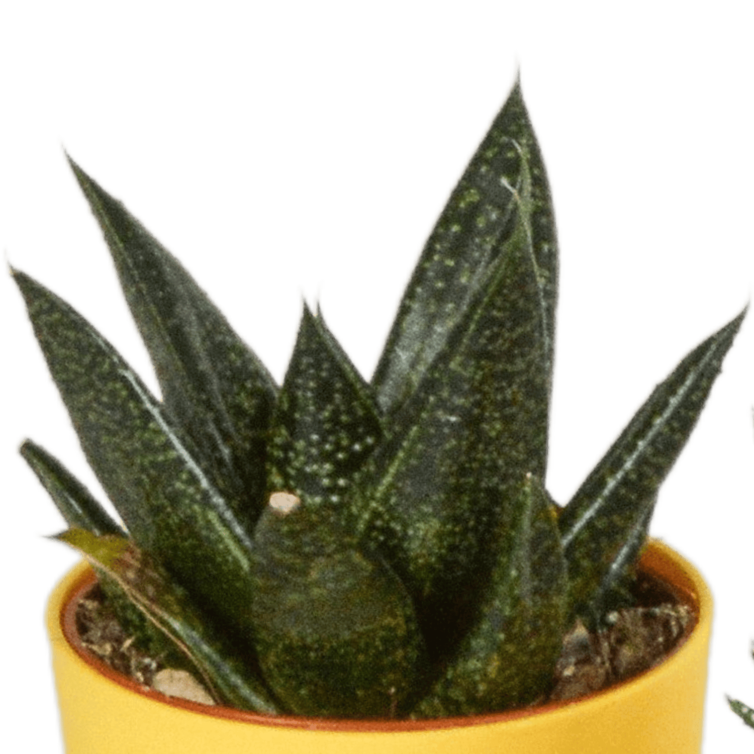 Fünf Everspring Gasteria und Haworthia Pflanzen in bunten Kunststofftöpfen, Durchmesser 5,5 cm, als dekoratives Pflanzen-Set.