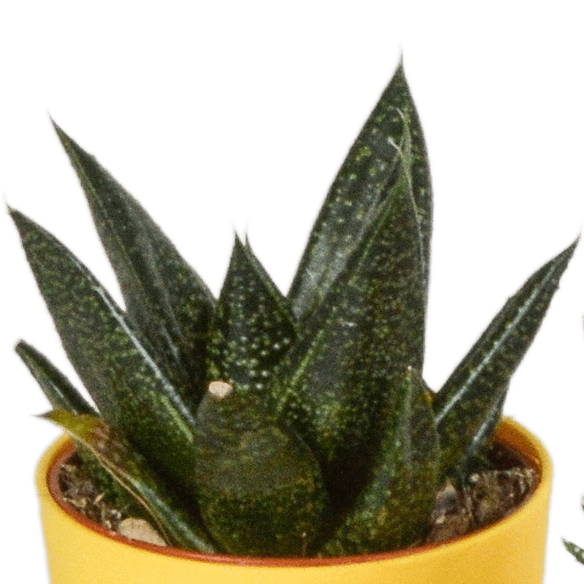 Fünf Everspring Gasteria und Haworthia Pflanzen in bunten Kunststofftöpfen, Durchmesser 5,5 cm, als dekoratives Pflanzen-Set.