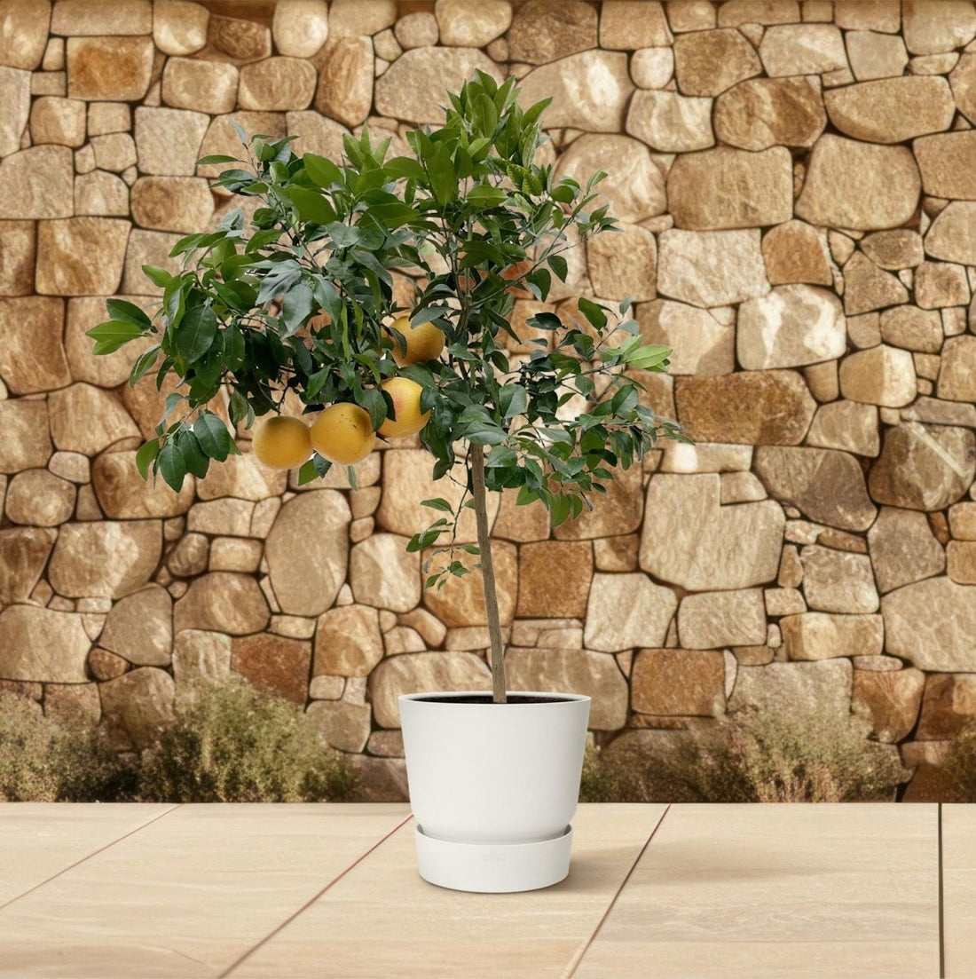 Citrus Pompelmo – Grapefruitbaum – ca. 150 cm – Ø40 cm Topf – Mediterrane Kübelpflanze - Wurzelwerk Design