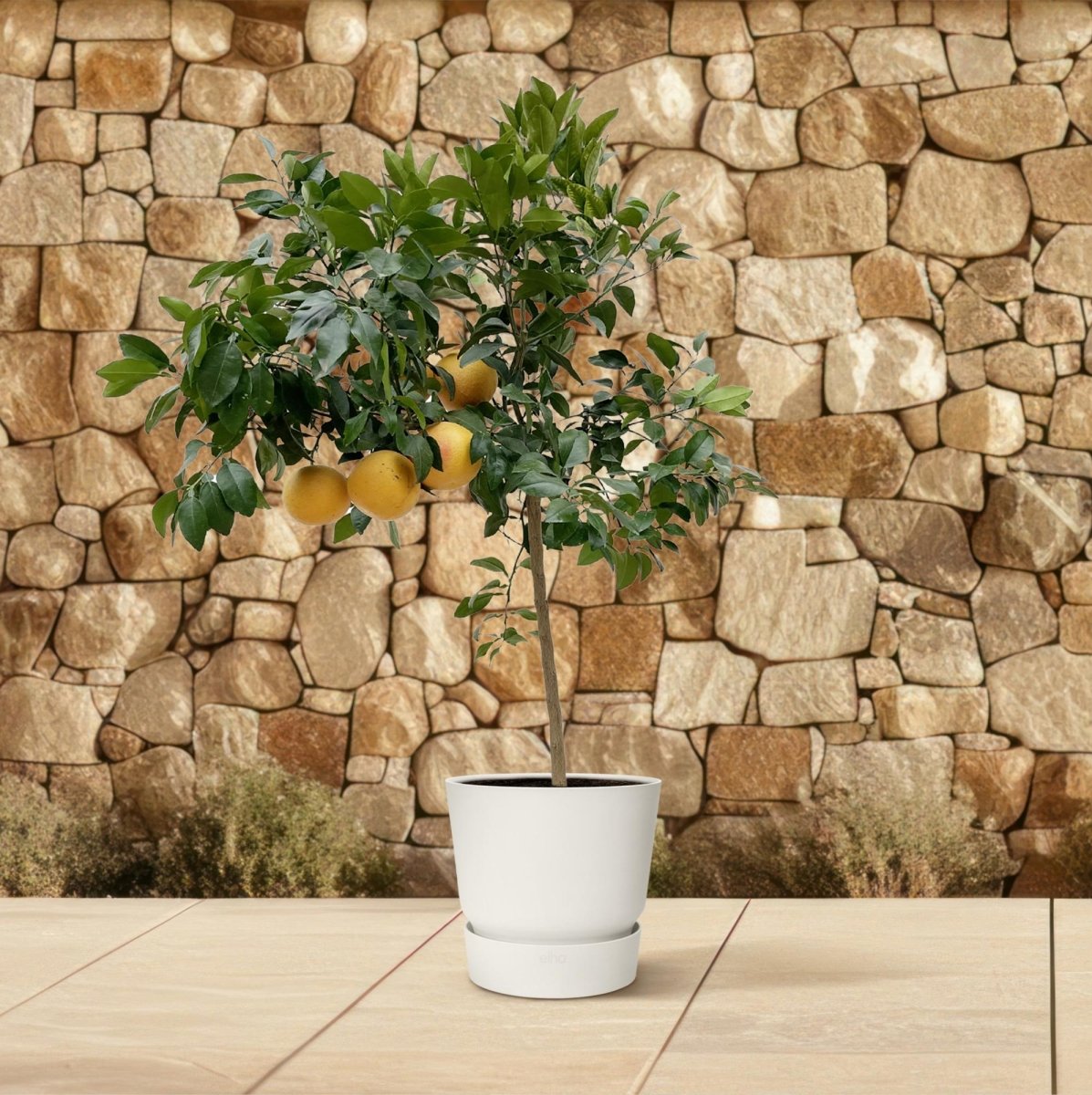 Citrus Pompelmo – Grapefruitbaum – ca. 150 cm – Ø40 cm Topf – Mediterrane Kübelpflanze - Wurzelwerk Design