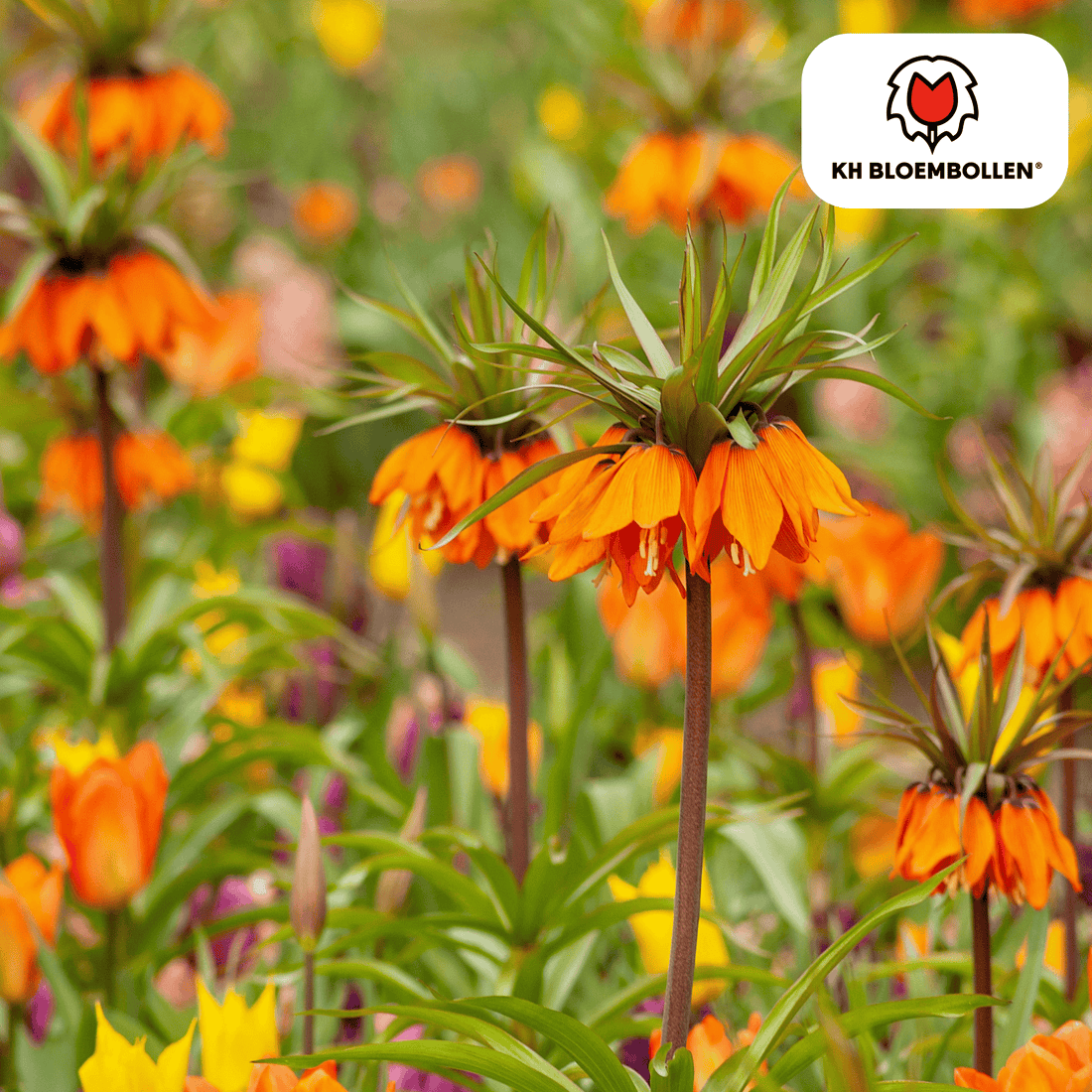 Fritillaria Garland Star – 5 Stück | Kaiserkrone in Kupferorange - Wurzelwerk Design