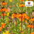 Fritillaria Garland Star – 5 Stück | Kaiserkrone in Kupferorange - Wurzelwerk Design
