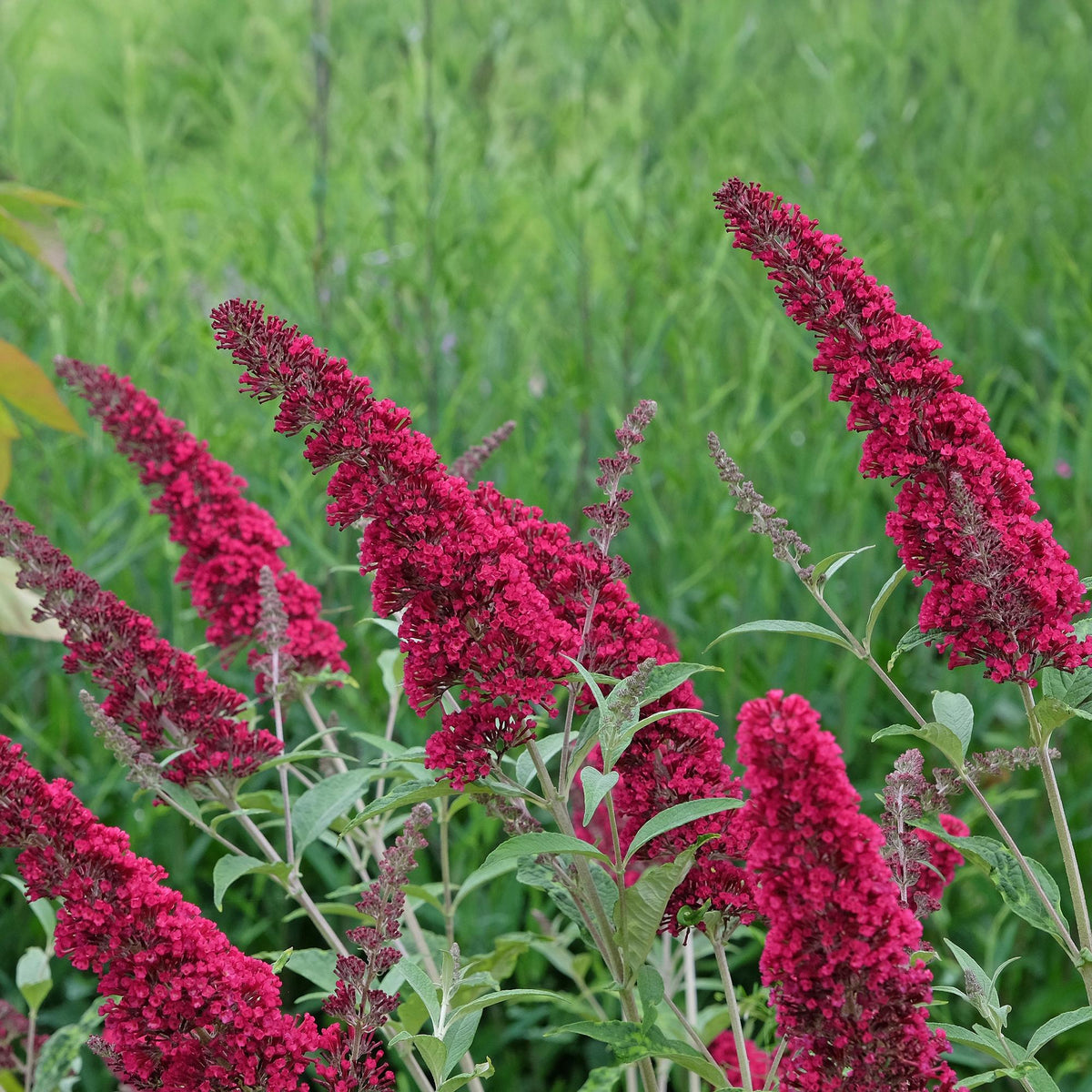 Buddleja davidii Royal Red Schmetterlingsstrauch in Topf, rote Blüte, laubabwerfend, schmetterlingsanziehend, 17cm Durchmesser