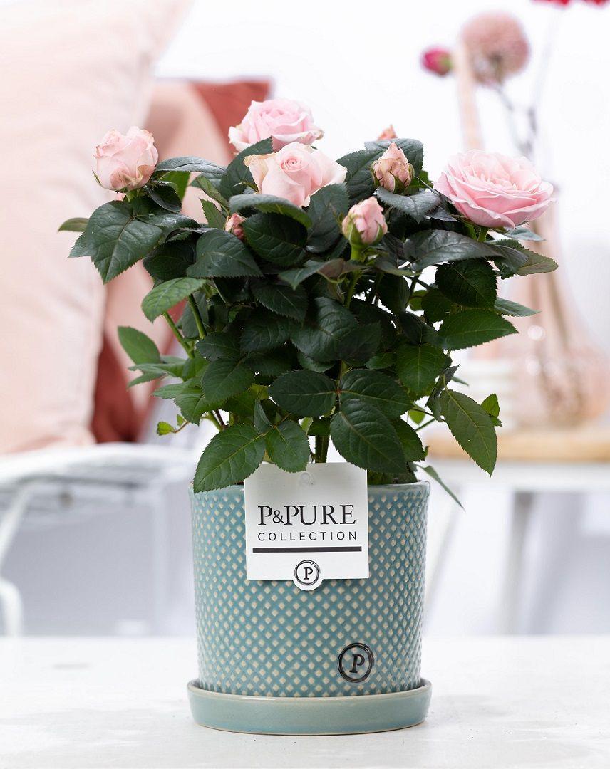 Rosa Light Pink in P&amp;PURE Lauren Ceramics - Ø 12 cm - Höhe 30 cm - Wurzelwerk Design