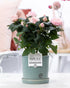 Rosa Light Pink in P&PURE Lauren Ceramics - Ø 12 cm - Höhe 30 cm - Wurzelwerk Design