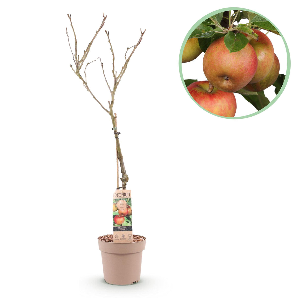 Everspring Apfelbaum Malus domestica Elstar in Topf, roter und grüner Apfel, Höhe 90cm, 21cm Topfgröße, Pflanze mit blühenden Äpfeln