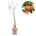 Everspring Apfelbaum Malus domestica Elstar in Topf, roter und grüner Apfel, Höhe 90cm, 21cm Topfgröße, Pflanze mit blühenden Äpfeln
