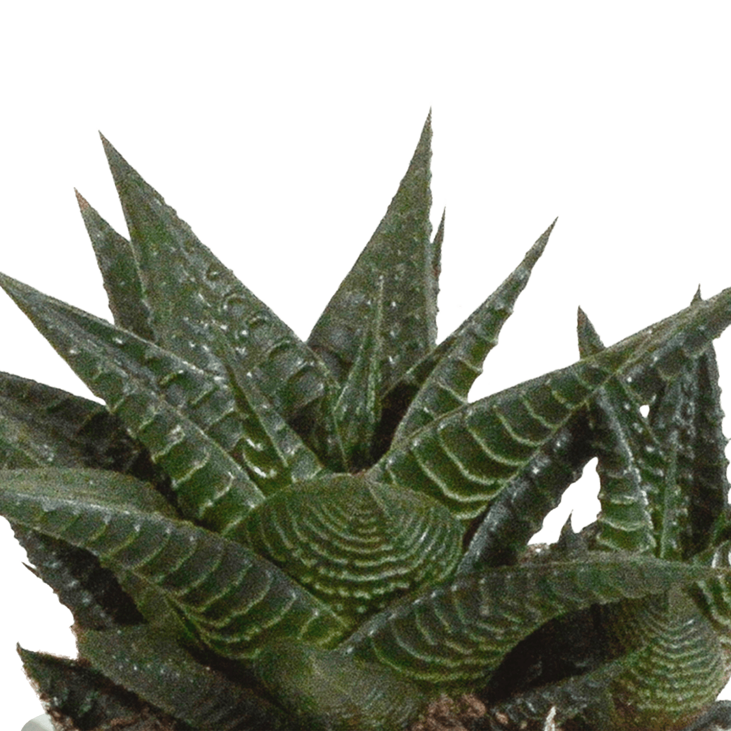 Drei Everspring Gasteria und Haworthia Pflanzen in Terracotta-Töpfen, ca. 8,5 cm Durchmesser, grüne Sukkulenten auf Bild