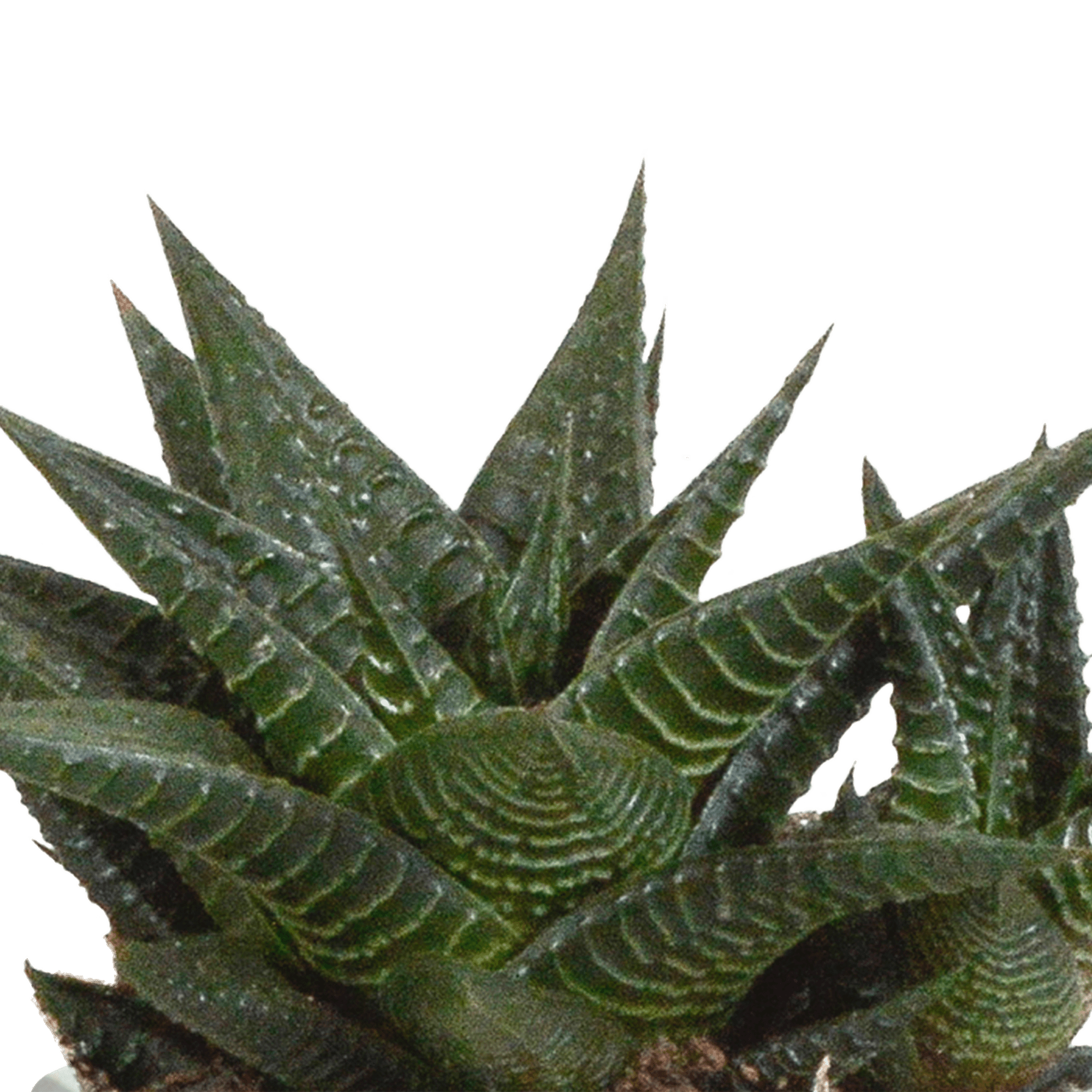 Drei Everspring Gasteria und Haworthia Pflanzen in Terracotta-Töpfen, ca. 8,5 cm Durchmesser, grüne Sukkulenten auf Bild