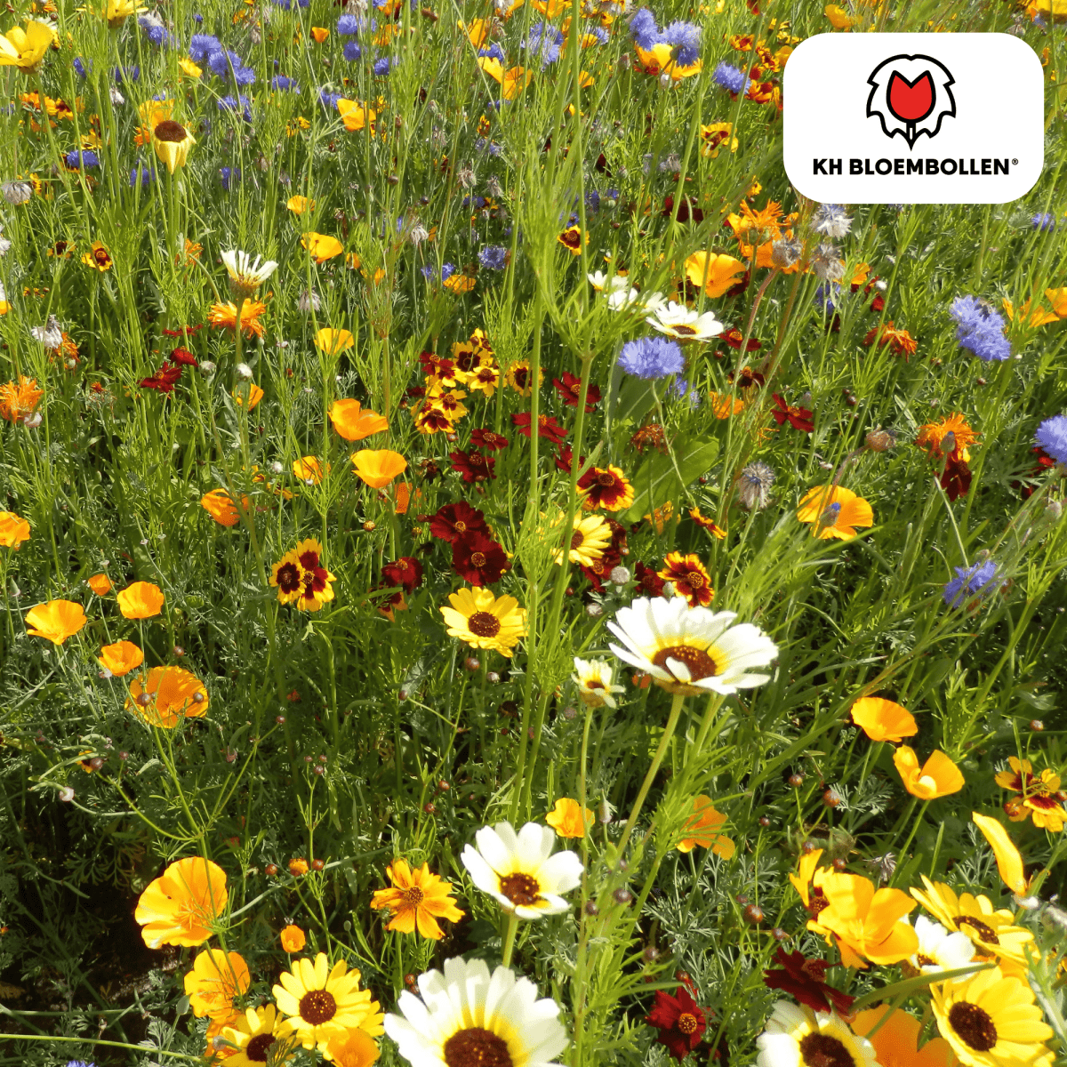 Wildblumensamenmischung – 100 g | Bienenfreundlich &amp; heimisch - Wurzelwerk Design