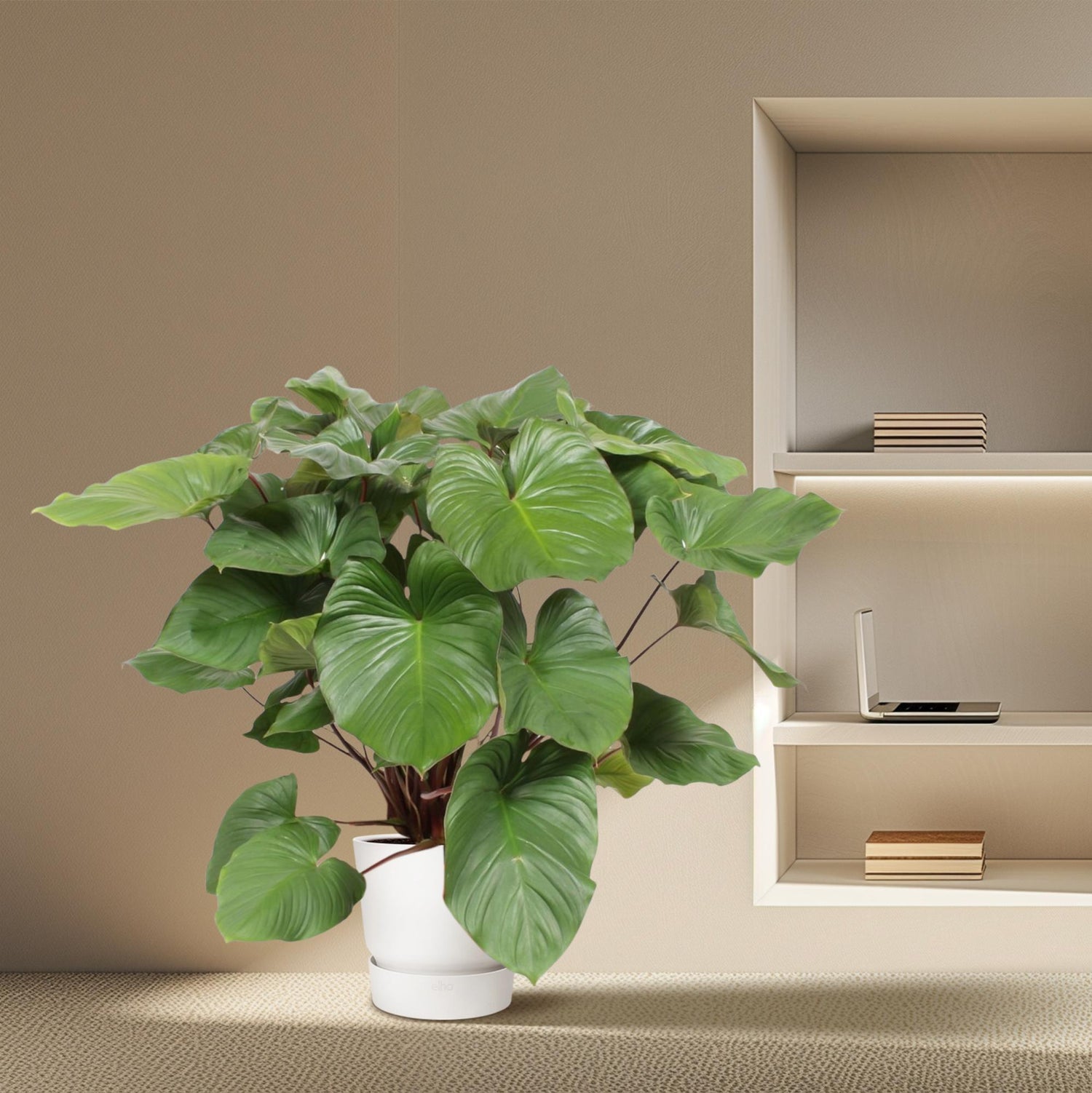 Homalomena Rubescens Maggy - 100 cm - ø24