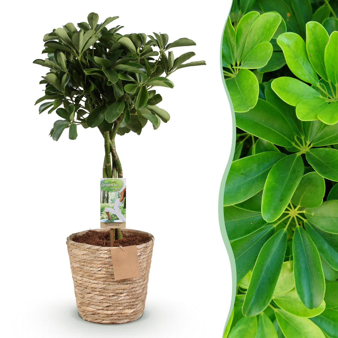 Everspring Schefflera Nora Pflanze mit Korb, grün, 70-82cm hoch, Topf 21cm, wenig Pflege, Fingerbaum-Form
