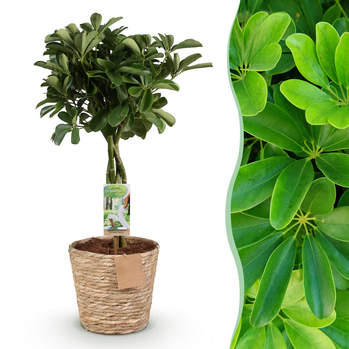 Everspring Schefflera Nora Pflanze mit Korb, grün, 70-82cm hoch, Topf 21cm, wenig Pflege, Fingerbaum-Form