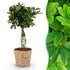 Everspring Schefflera Nora Pflanze mit Korb, grün, 70-82cm hoch, Topf 21cm, wenig Pflege, Fingerbaum-Form