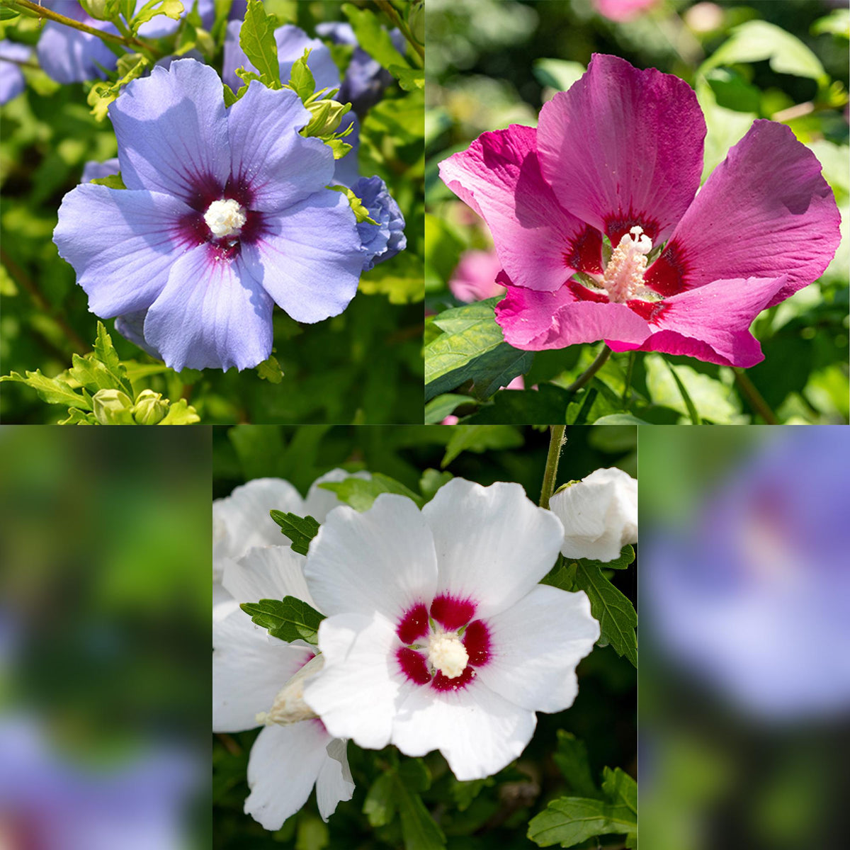 Drei Hibiscus syriacus Tricolour Pflanzen mit rosa, weißen und blauen Blüten in Töpfen, laubabwerfend, pflegeleicht, Höhe 45cm.