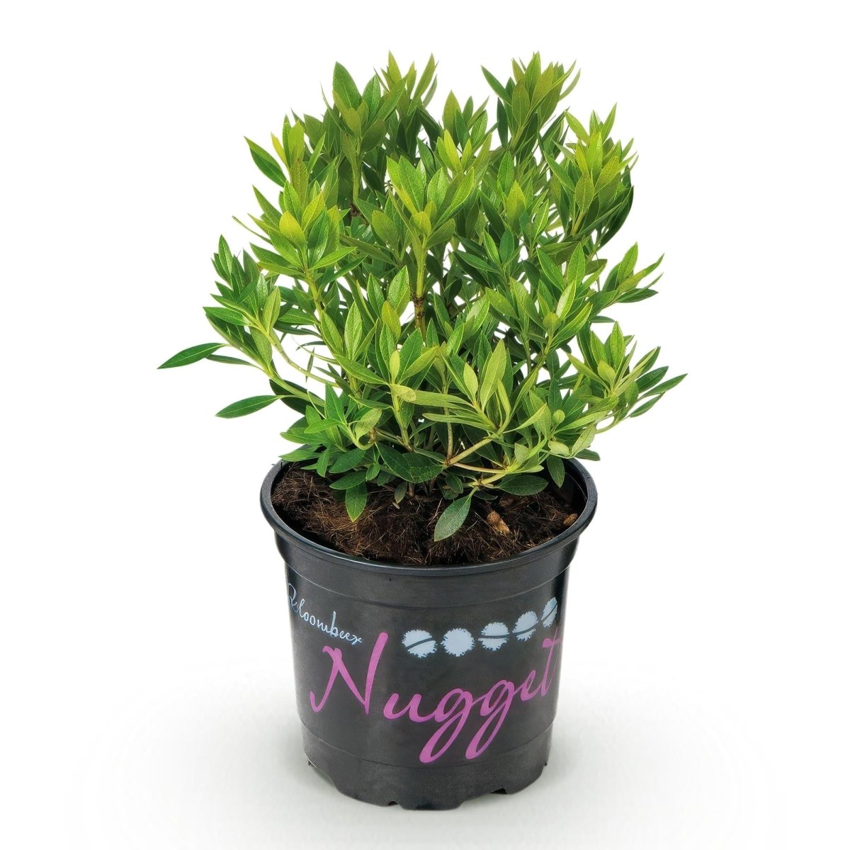 Rhododendron Bloombux Light Pink kaufen | Topf Ø 10,5 cm, Höhe 20–25 cm - Wurzelwerk Design