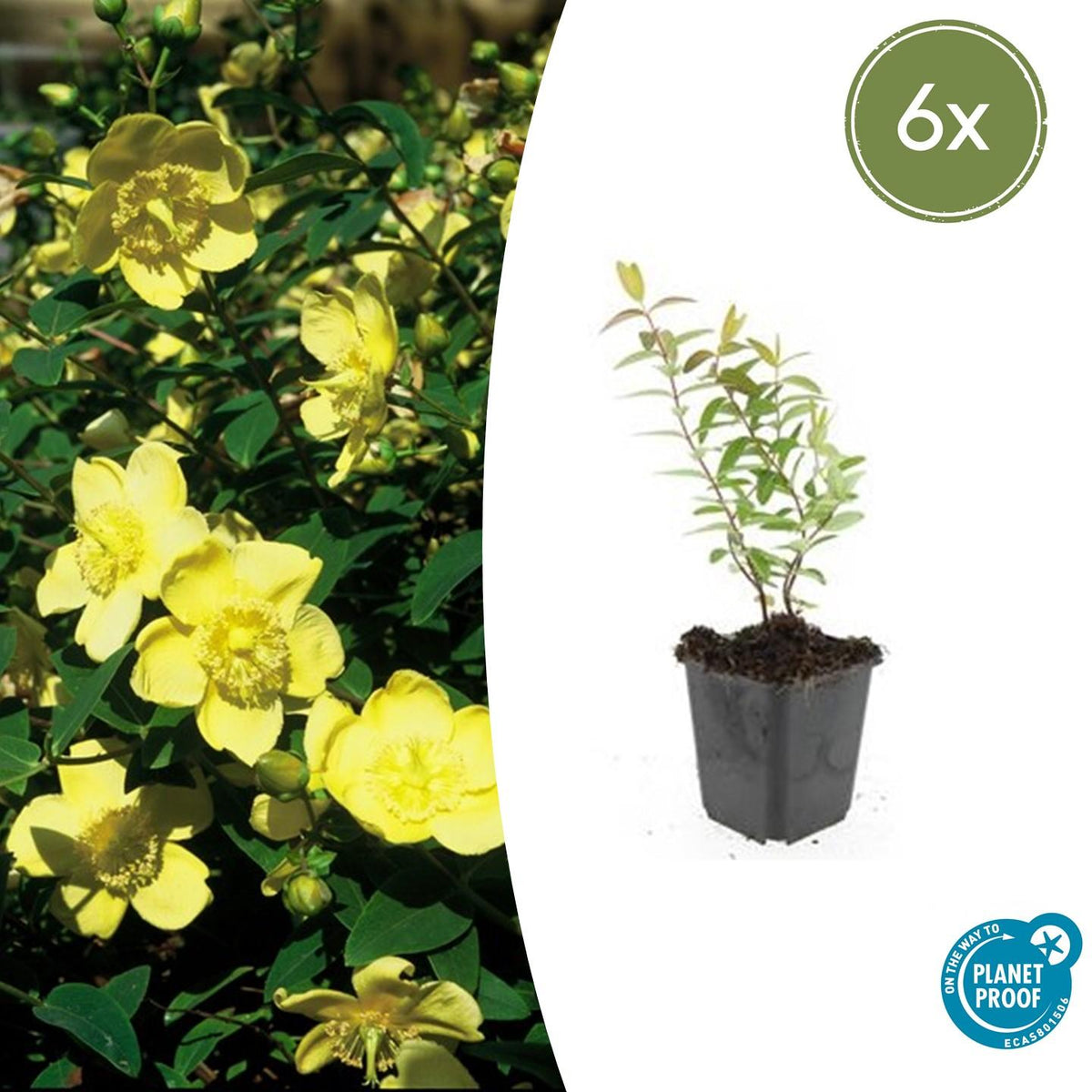 Sechs Hypericum &