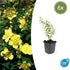 Sechs Hypericum &