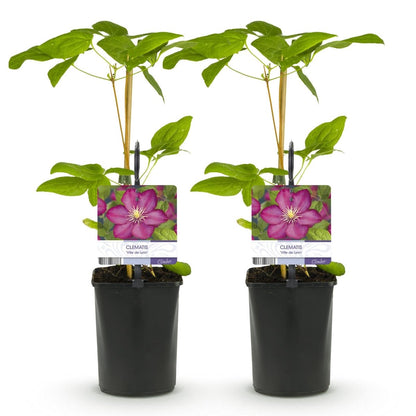 Clematis &