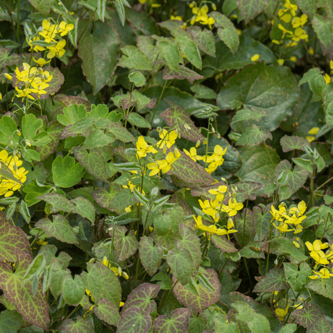 Sechs Epimedium perralc. &