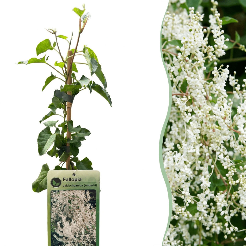 Schlingknöterich kaufen – Fallopia aubertii | weiß, Ø 9 cm, Höhe 35 cm - Wurzelwerk Design