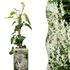 Schlingknöterich kaufen – Fallopia aubertii | weiß, Ø 9 cm, Höhe 35 cm - Wurzelwerk Design