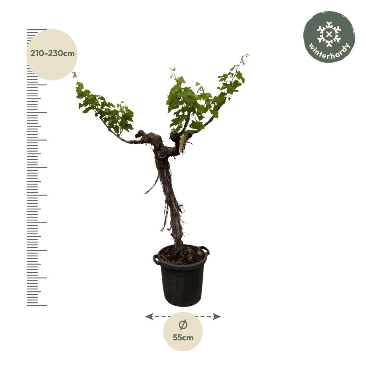 Weinrebe – Vitis vinifera – ca. 220 cm – Ø55 cm Topf – Mediterrane Kletterpflanze &amp; Obstpflanze - Wurzelwerk Design