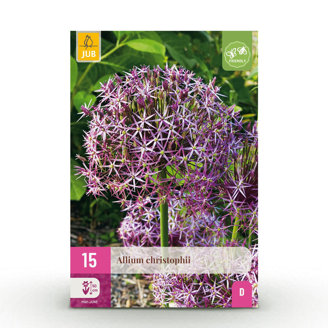 Blumenzwiebeln Allium Christophii | 15 Stück Lila – Zwiebelgröße 10/12 – XXL Pack