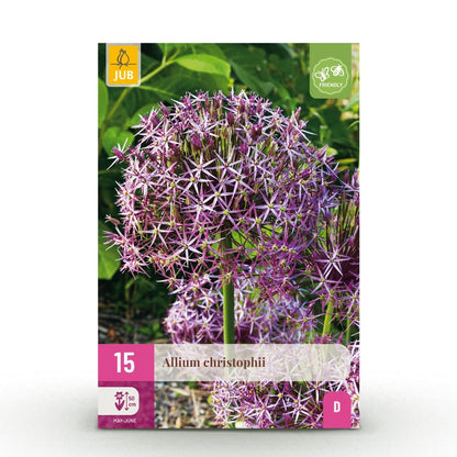 Blumenzwiebeln Allium Christophii | 15 Stück Lila – Zwiebelgröße 10/12 – XXL Pack - Wurzelwerk Design