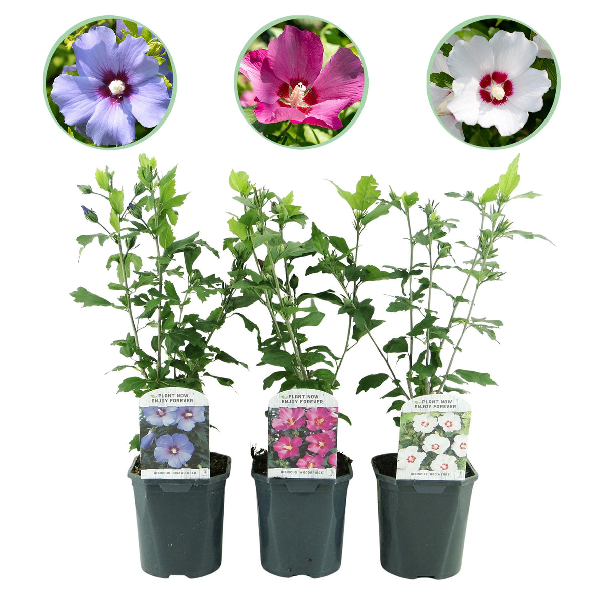 Drei Hibiscus syriacus Tricolour Pflanzen mit rosa, weißen und blauen Blüten, in Töpfen, blühend, laubabwerfend, pflegeleicht