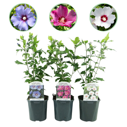 Drei Hibiscus syriacus Tricolour Pflanzen mit rosa, weißen und blauen Blüten, in Töpfen, blühend, laubabwerfend, pflegeleicht