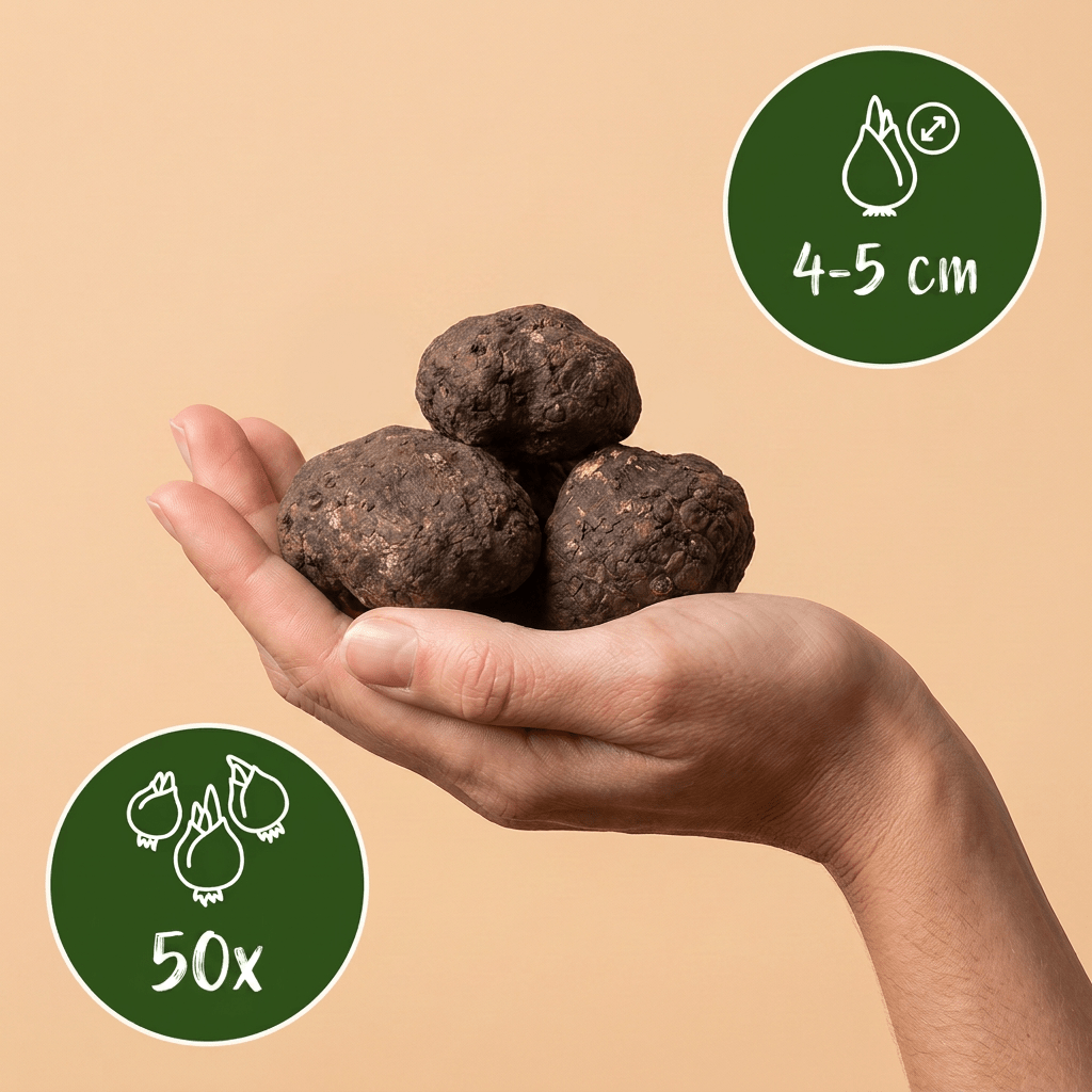 Winterling – Eranthis cilicica online kaufen | 50 bis 200 Knollen, goldgelb &amp; sehr früh – Wurzelwerk Design - Wurzelwerk Design